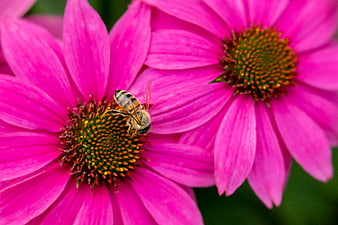 Close-up of Honey Bee Pollinating Vibrant Pink Coneflower
