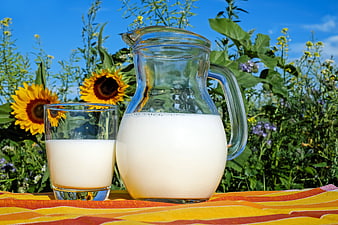 Fresh milk in glass pitcher and cup on garden table