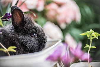 Cute black rabbit peeking over white planter edge with flowers