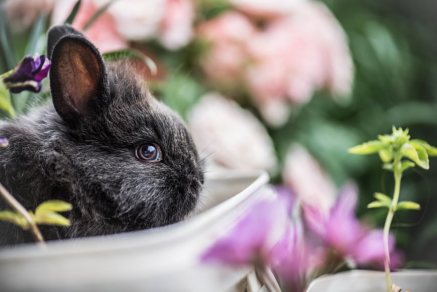 Cute black rabbit peeking over white planter edge with flowers