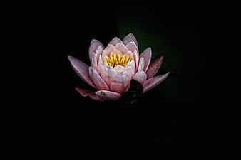 Pink Water Lily Bloom on Dark Background