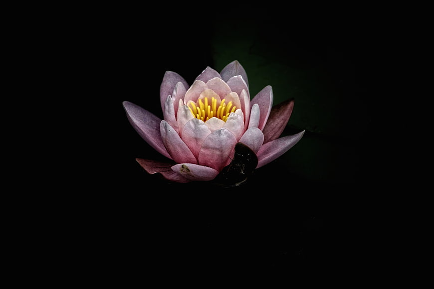 Pink Water Lily Bloom on Dark Background
