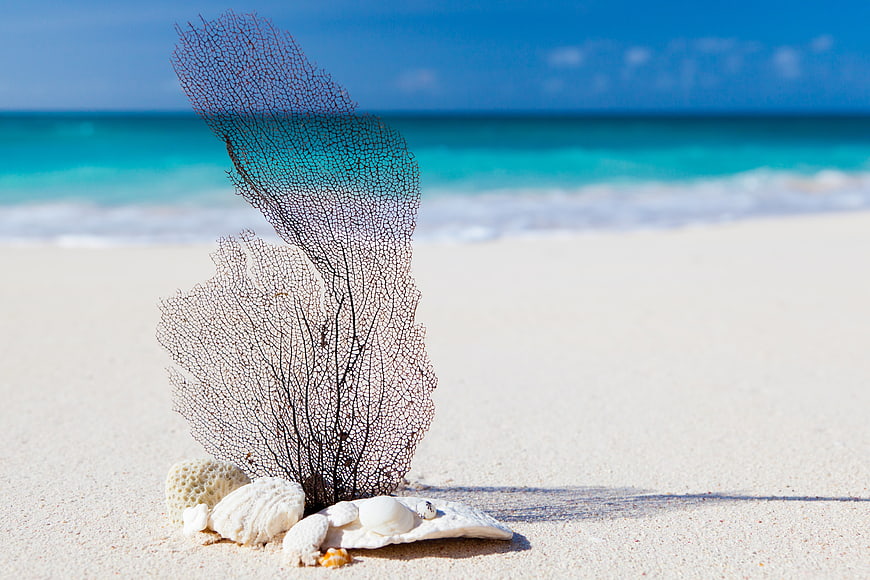 Dried Sea Fan Coral on White Sand Beach with Ocean Background