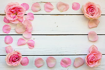 Pink Rose Petals and Blooms on White Wooden Planks