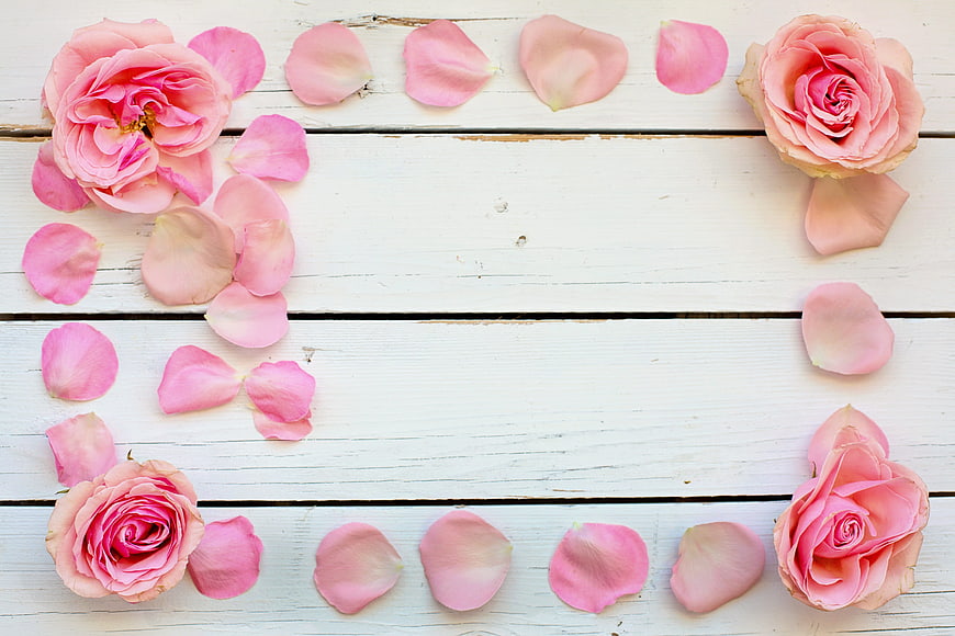 Pink Rose Petals and Blooms on White Wooden Planks