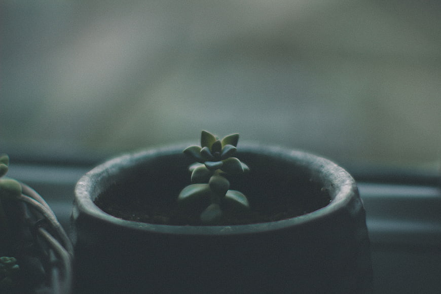 Small succulent plant in dark pot on windowsill