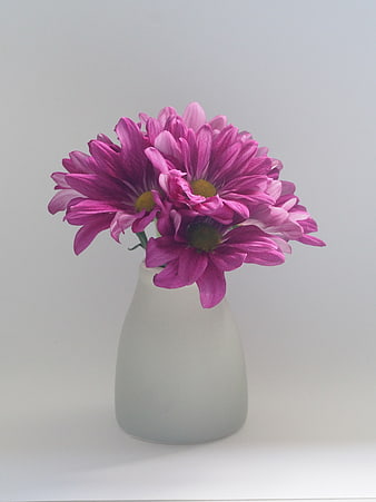 Pink Chrysanthemums in White Vase on White Background