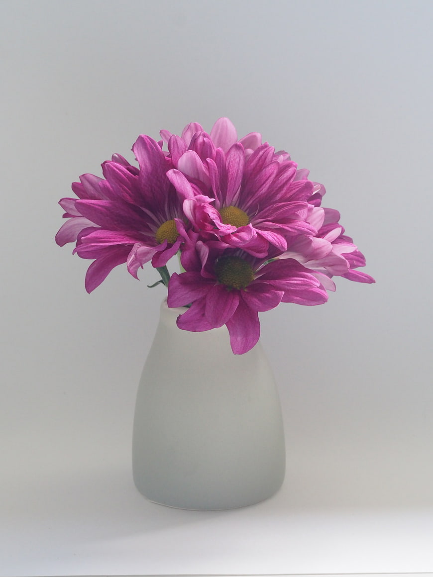 Pink Chrysanthemums in White Vase on White Background