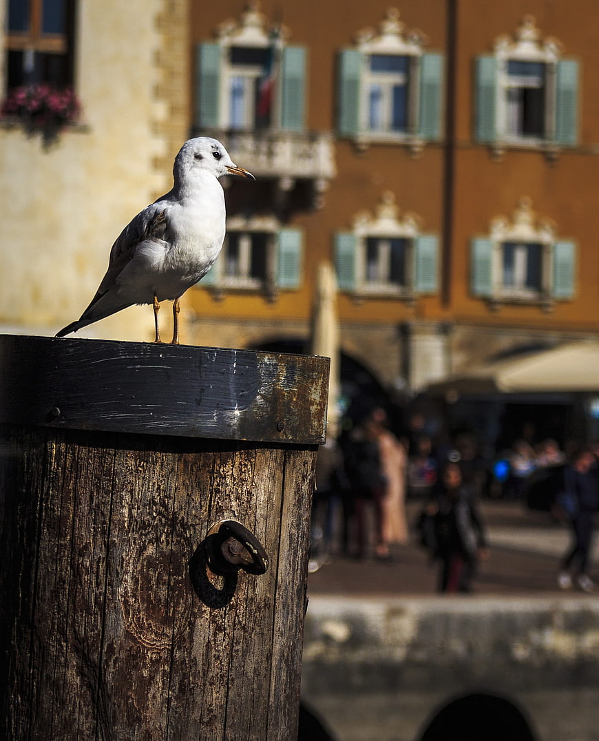 Seagull perched on wooden post in European city square