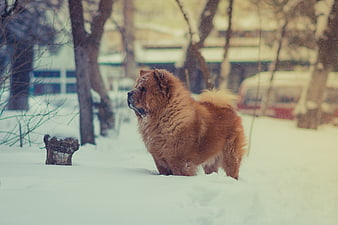 Fluffy Chow Chow Dog Standing in Snowy Winter Park