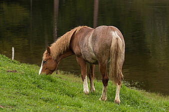 Brown Horse Grazing on Green Grass by Lake