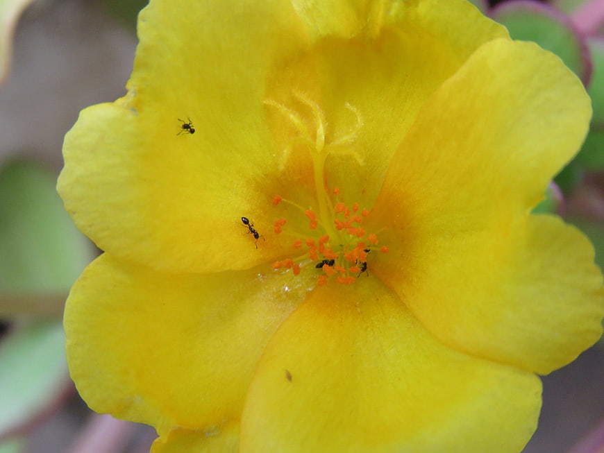 Close-up of yellow flower with ants on petals