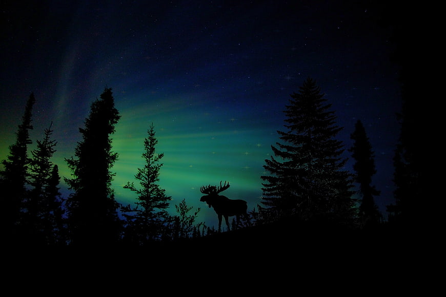 Silhouette of Moose Under Northern Lights and Starry Night Sky