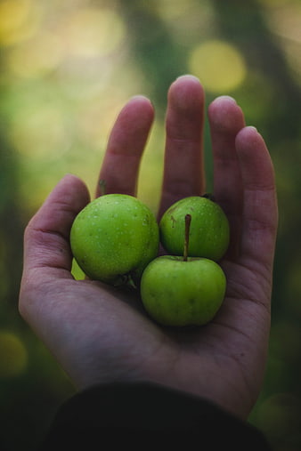 Hand holding three small green apples in nature