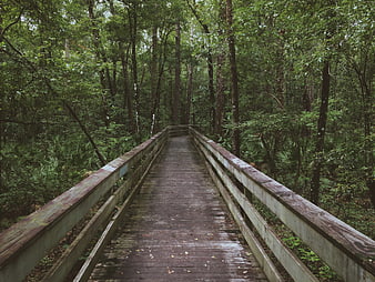 Wooden boardwalk path through lush green forest