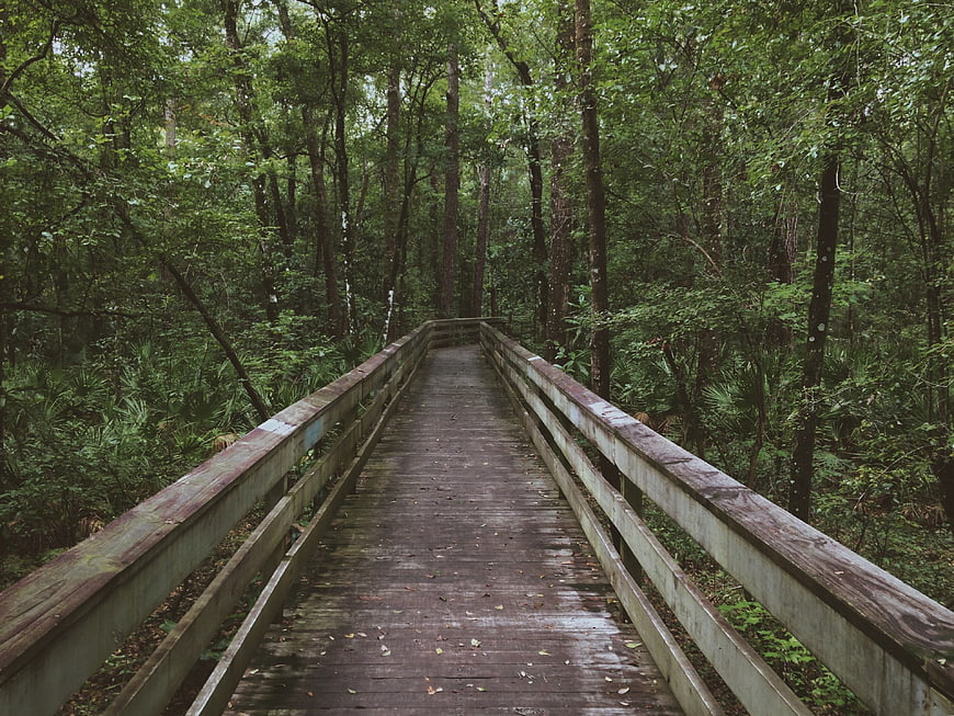 Wooden boardwalk path through lush green forest