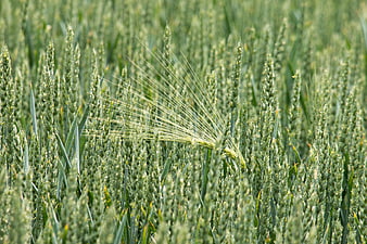 Green Barley Field With Long Awns In Summer