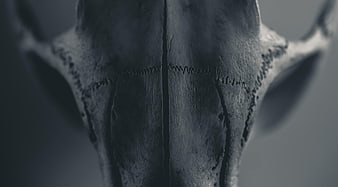 Close-up of textured beaver skull in monochrome