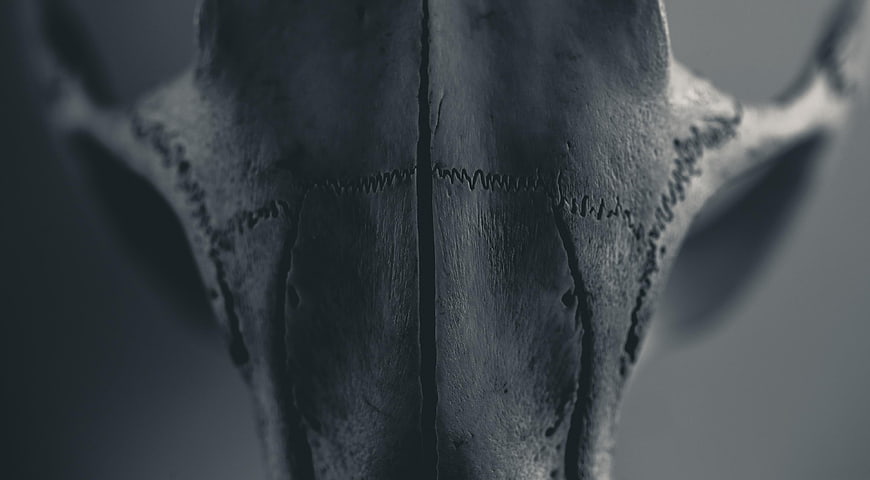 Close-up of textured beaver skull in monochrome