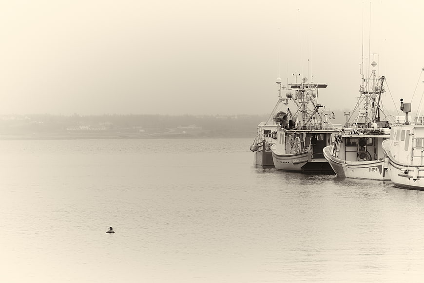 Sepia Fishing Boats in Misty Harbor with Loon