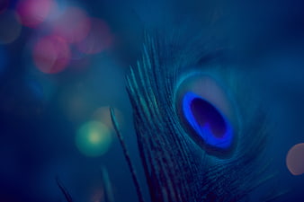 Close-up of Blue Peacock Feather with Bokeh Background