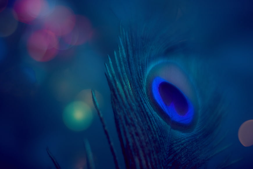 Close-up of Blue Peacock Feather with Bokeh Background
