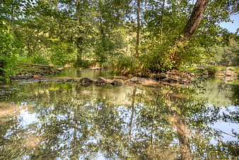 Serene forest stream with clear water and lush green reflections