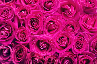 Vibrant Pink Rose Floral Pattern Background