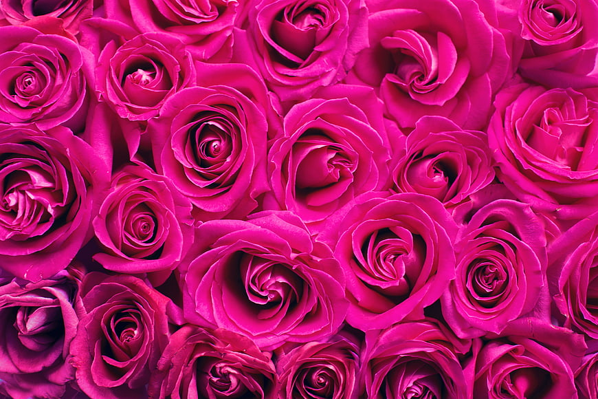 Vibrant Pink Rose Floral Pattern Background