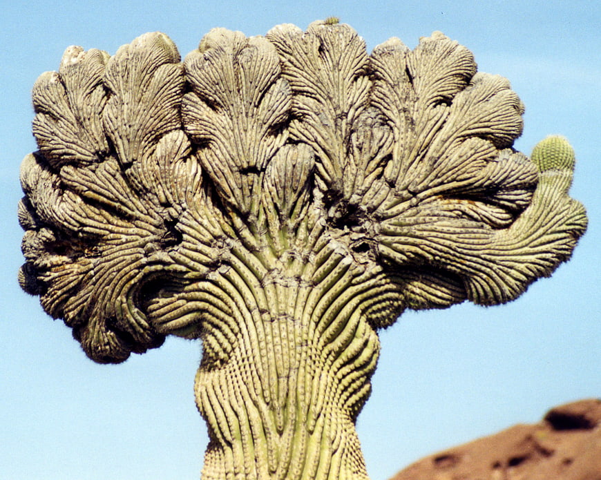 Crested cactus with unique fan-shaped growth pattern