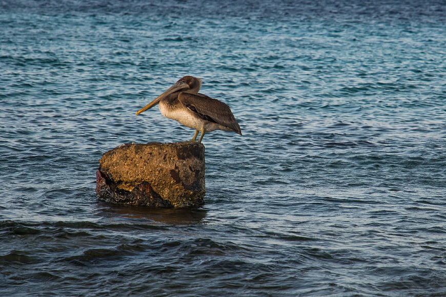 Brown Pelican Perched on Rock in Ocean Water