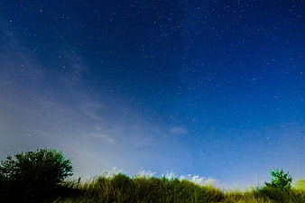 Starry Night Sky Over Dark Tree Line Landscape