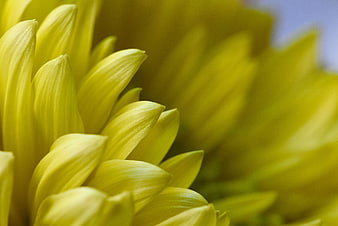 Close-up of vibrant yellow flower petals with soft focus background
