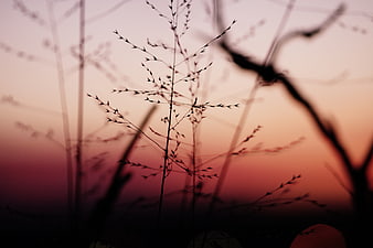 Silhouette of Wild Grass Against Pink Sunset Sky