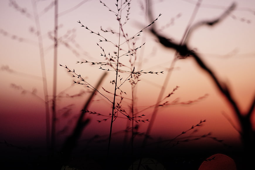 Silhouette of Wild Grass Against Pink Sunset Sky