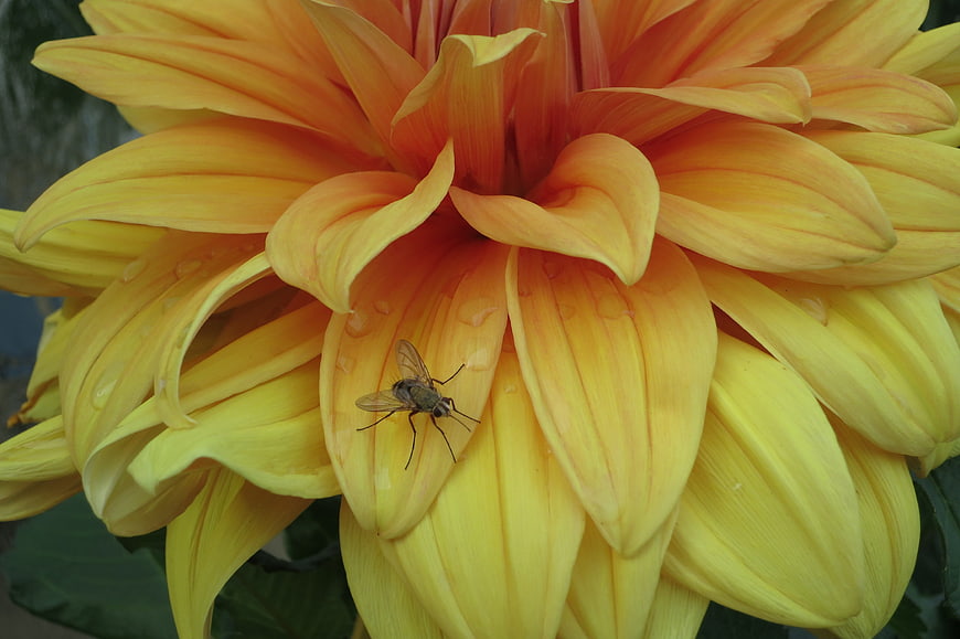 Close-up of a fly on a yellow dahlia flower