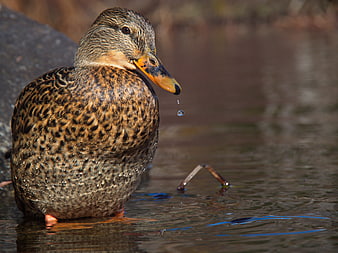 Close-up of a female mallard duck with water droplets