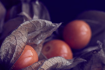 Close-up of physalis berries with dried husks