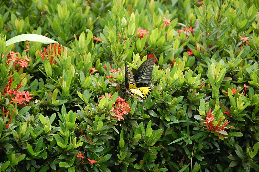 Black and yellow butterfly on red flowers in green bush
