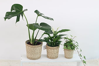 Three Potted Houseplants in Woven Baskets on White Shelf