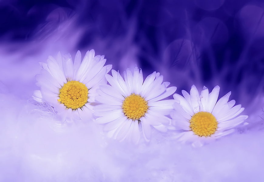 Three white daisies on purple feather background