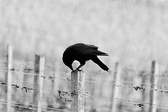Black crow perched on wooden fence post in black and white