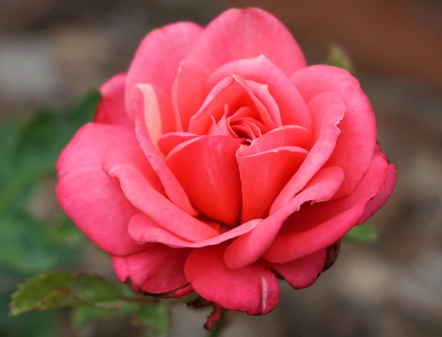 Close-up of a vibrant pink rose bloom