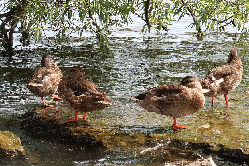 Four brown ducks standing on rocks in a river