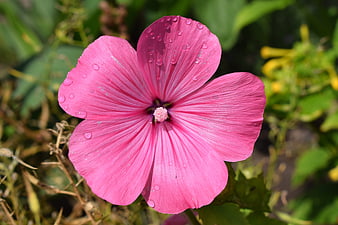 Close-up of pink hibiscus flower with water droplets