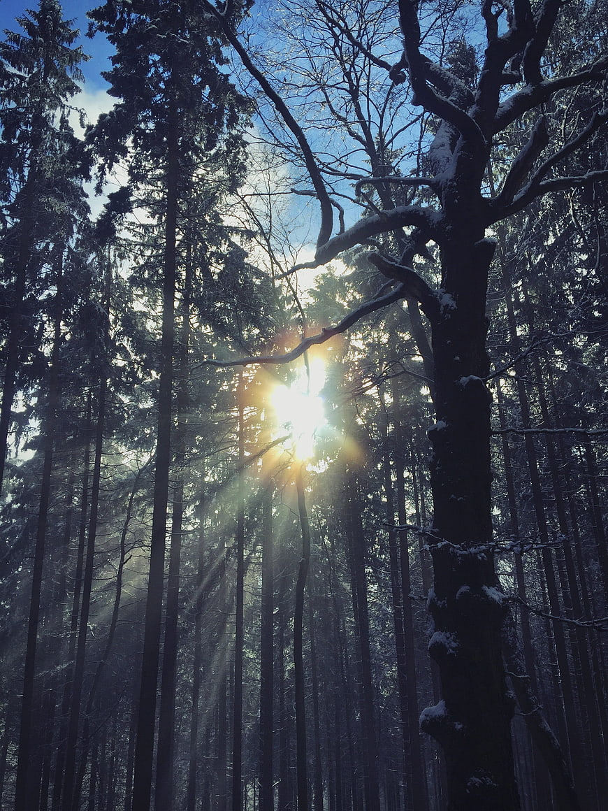 Sunlight streaming through snowy winter forest trees