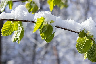 Snow-covered green leaves on a branch in spring