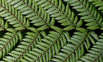 Close-up of Green Fern Fronds with Intricate Leaf Patterns