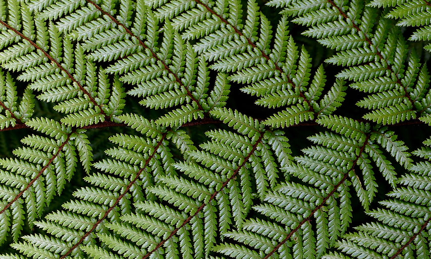 Close-up of Green Fern Fronds with Intricate Leaf Patterns