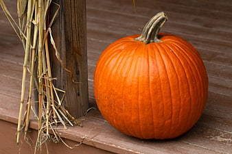 Orange Pumpkin on Wooden Porch with Dried Corn Stalks